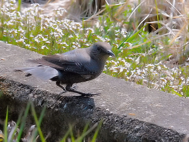 photo_20140319_5@C\qh@ iR-3j@@J@s@2014/03/19@ Photo by Kohyuh