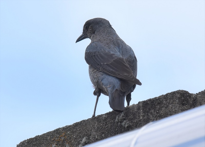 八幡市街のイソヒヨドリ(3態-3) 八幡市街 2017/05/04 Photo by Hyashi (写真提供: 林) 八幡市街のイソヒヨドリ(3態-3) 八幡市街 2017/05/04 Photo by Hyashi (写真提供: 林)