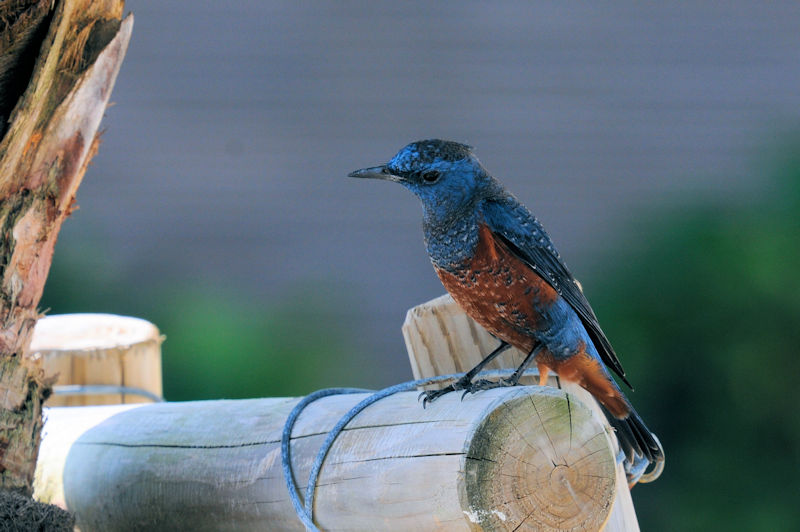 C\qhiQԁj@@{@ꌧ@2020/11/11@ Photo by Kohyuh