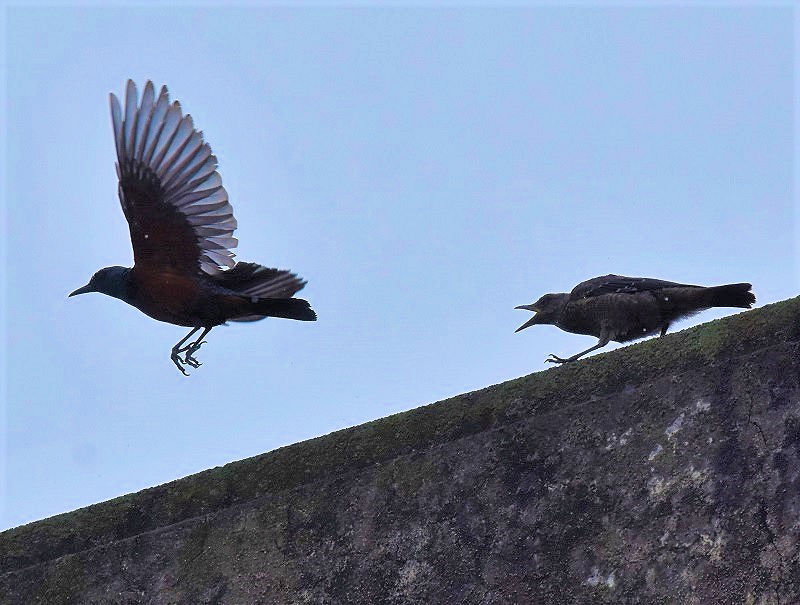 C\qh̎qāiX-5j@ЉZ^[iwZj@s@2017/01/06-09/08@ Photo by Hyashi