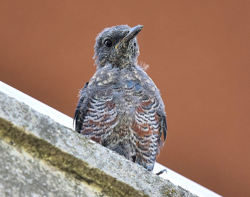 C\qh̎qāiX-7j@ЉZ^[iwZj@s@2017/01/06-09/08@ Photo by Hyashi