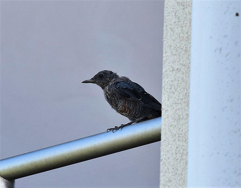 C\qh̎qāiX-8j@ЉZ^[iwZj@s@2017/01/06-09/08@ Photo by Hyashi