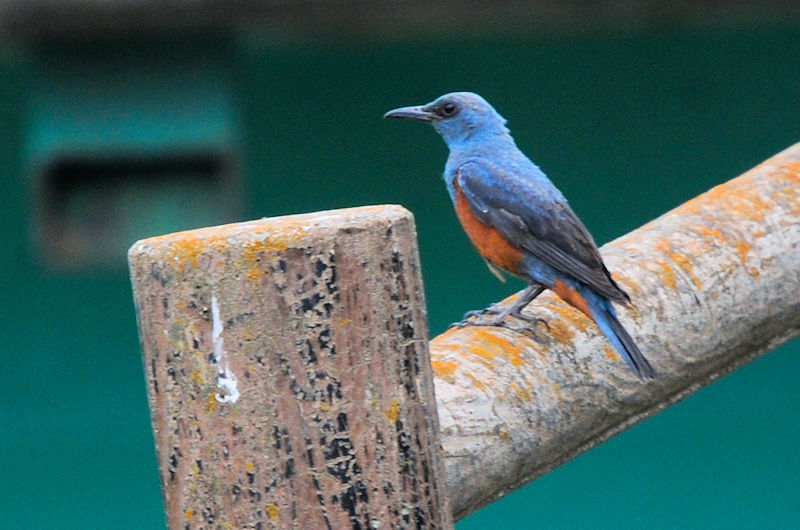 C\qh@J@s@2021/06/12@ Photo by Kohyuh