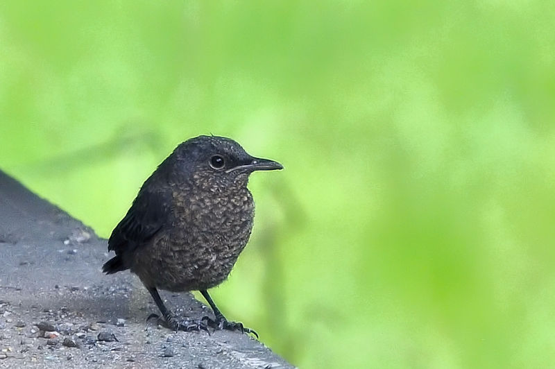 C\qh ᒹ@J@s@2021/06/23@ Photo by Kohyuh