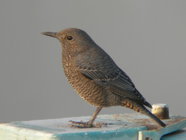 B C\qh@@@s@J@2006/11/04@Photo by Takayama