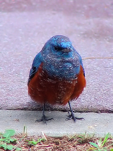 D C\qh@ᒹ@@ߔe@ꌧ@2009/01/24@ Photo by Kohyuh