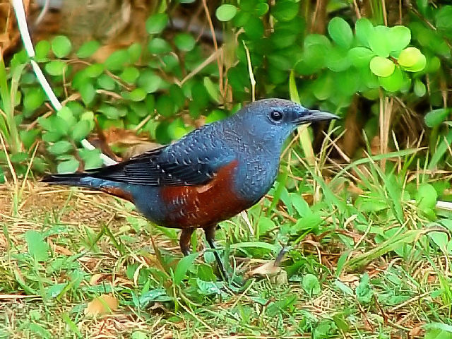 @ C\qh@@@[@ꌧ@2009/01/23@ Photo by Kohyuh