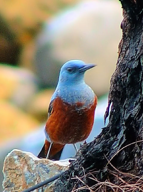 A C\qh@@@[@ꌧ@2009/01/23@ Photo by Kohyuh