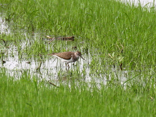 C\VM  ss@@c 2014/08/27@Photo by Manda iʐ^񋟁F@ݓcj