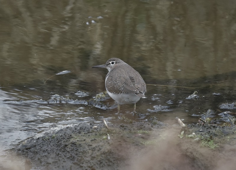 イソシギ（３態-1）　内里　八幡市　2016/11/23　Photo by Hyashi　（写真提供： 林吉高）