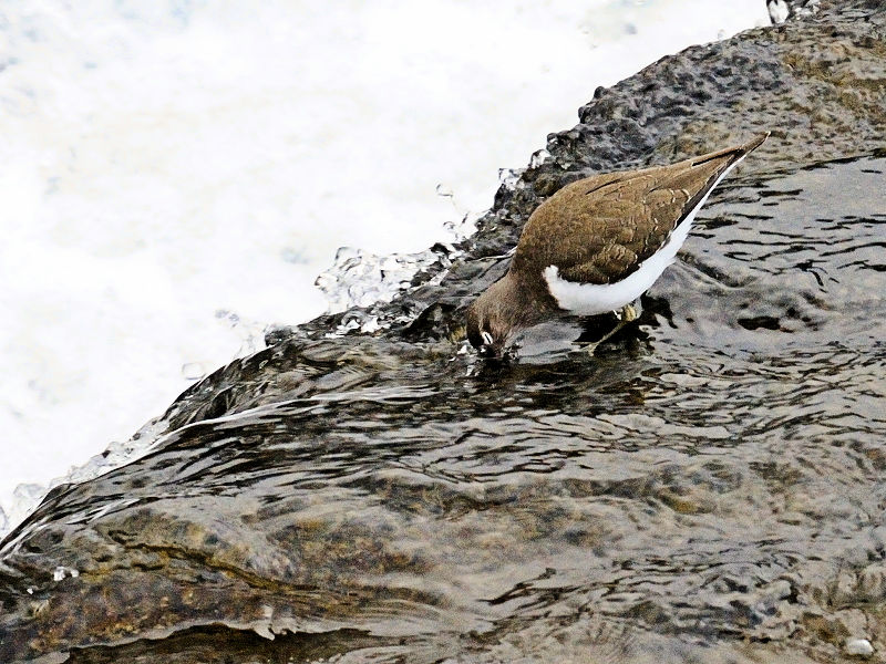 鴨川の野鳥たち（１５態-1）　鴨川　京都市　2017/01/04　Photo by Kohyuh　（写真提供：　好酉）