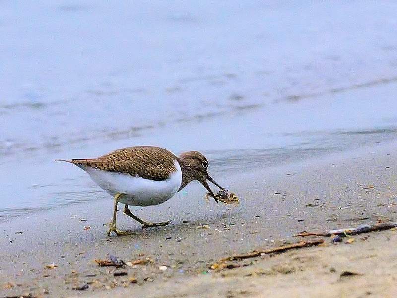 C\VMiR-1j@@@@2017/11/30@Photo by Kohyuh