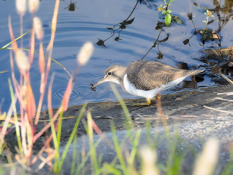 C\VMiR-1j@D@s@2018/11/06@Photo by Kohyuh