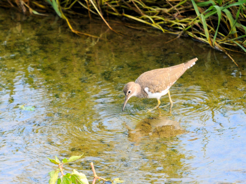 C\VM@@D@s@2019/09/03@Photo by Kohyuh