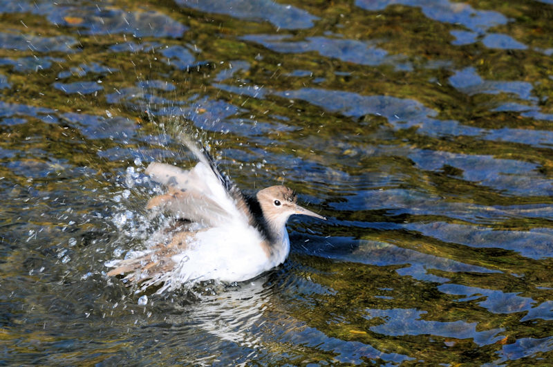 C\VM @D@s@2020/10/30@Photo by Kohyuh