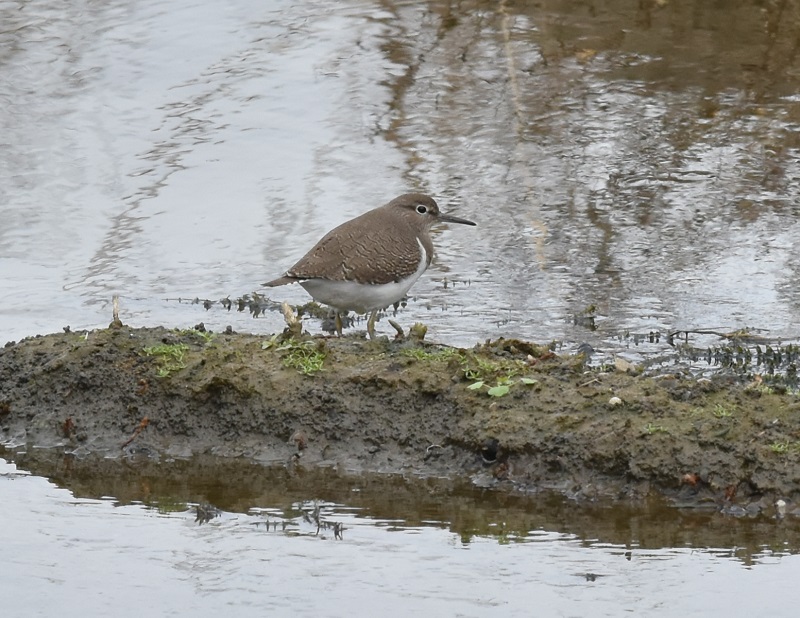 イソシギ（３態-2）　内里　八幡市　2016/11/23　Photo by Hyashi　（写真提供： 林吉高）