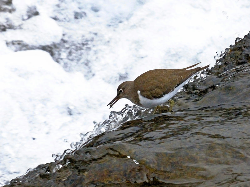 鴨川の野鳥たち（１５態-2）　鴨川　京都市　2017/01/04　Photo by Kohyuh　（写真提供：　好酉）