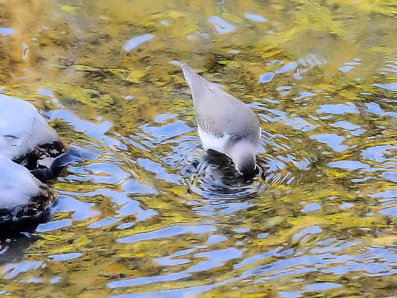 C\VMiS-2j@@D@s@20171112@Photo by Kohyuh