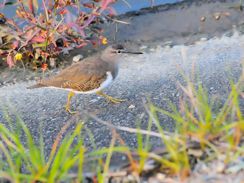 C\VMiR-2j@D@s@2018/11/06@Photo by Kohyuh