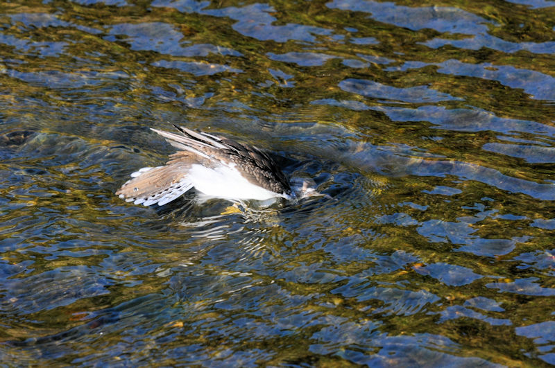 C\VM @D@s@2020/10/30@Photo by Kohyuh