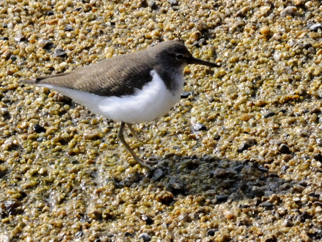 ② イソシギ　成鳥　淀川　枚方市　2012/01/13　Photo by Kohyuh