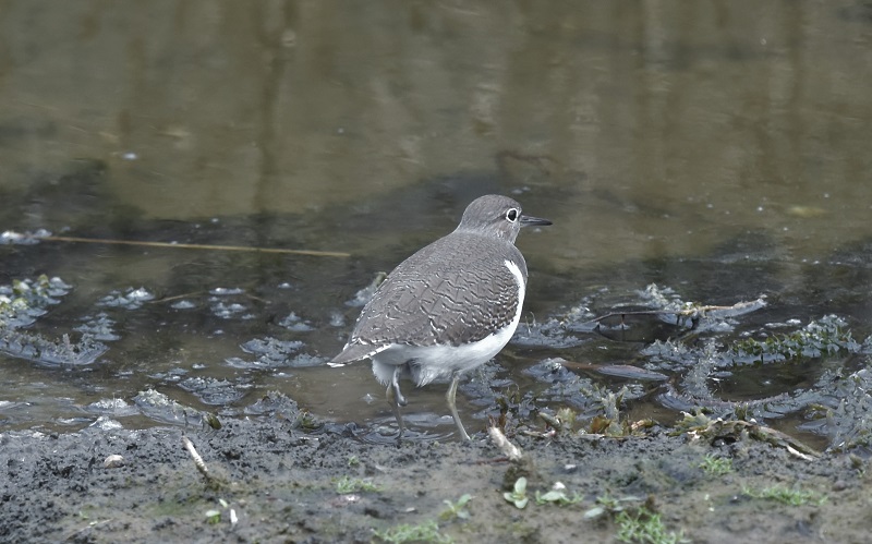 イソシギ（３態-3）　内里　八幡市　2016/11/23　Photo by Hyashi　（写真提供： 林吉高）