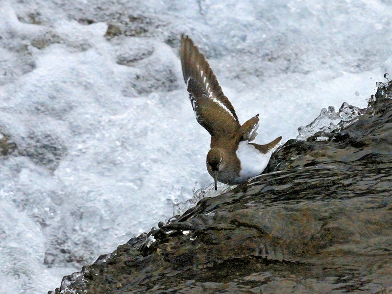 鴨川の野鳥たち（１５態-3）　鴨川　京都市　2017/01/04　Photo by Kohyuh　（写真提供：　好酉）