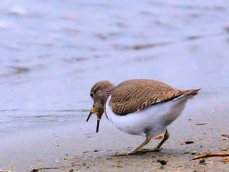 C\VMiR-3j@@@@2017/11/30@Photo by Kohyuh