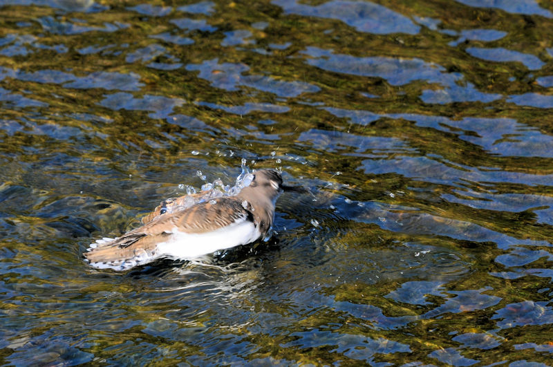 C\VM @D@s@2020/10/30@Photo by Kohyuh