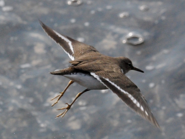 ③ イソシギ　成鳥　淀川　枚方市　2012/01/13　Photo by Kohyuh