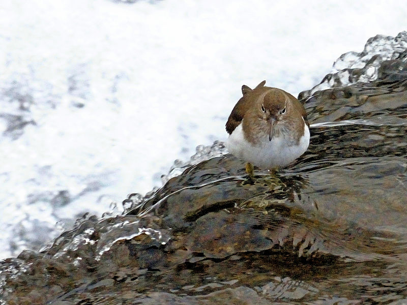 鴨川の野鳥たち（１５態-4）　鴨川　京都市　2017/01/04　Photo by Kohyuh　（写真提供：　好酉）