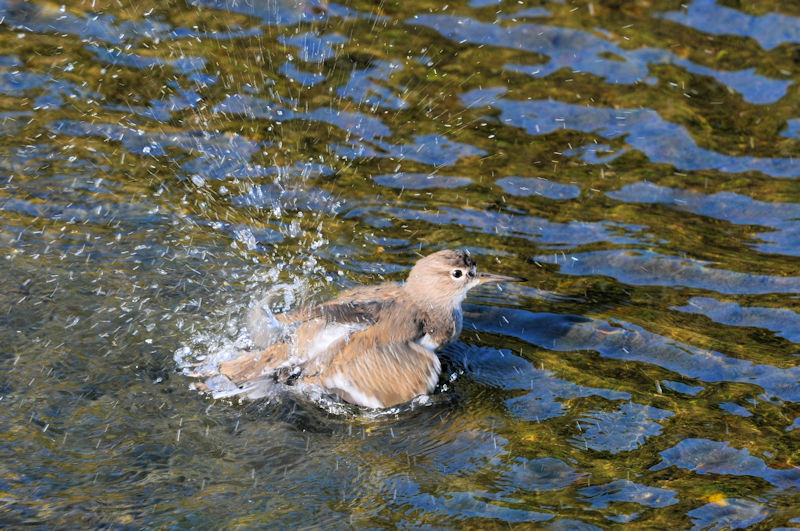 C\VM @D@s@2020/10/30@Photo by Kohyuh