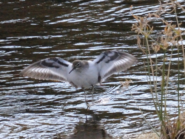 ④ イソシギ　成鳥　淀川　枚方市　2012/01/13　Photo by Kohyuh