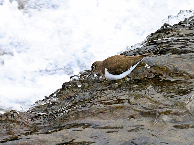 鴨川の野鳥たち（１５態-5）　鴨川　京都市　2017/01/04　Photo by Kohyuh　（写真提供：　好酉）