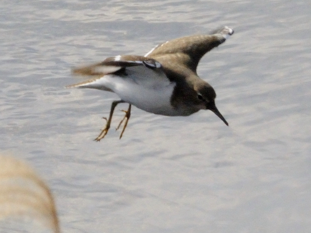 ⑤ イソシギ　成鳥　淀川　枚方市　2012/01/13　Photo by Kohyuh
