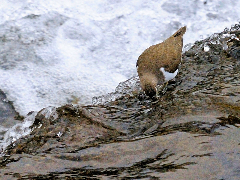 鴨川の野鳥たち（１５態-6）　鴨川　京都市　2017/01/04　Photo by Kohyuh　（写真提供：　好酉）