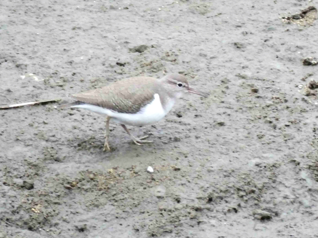 イソシギ 大谷川 八幡市 2016/01/23 Photo by Kawashima イソシギ 大谷川 八幡市 2016/01/23 Photo by Kawashima