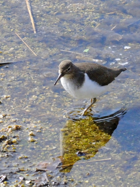 ① イソシギ　成鳥　淀川　枚方市　2012/01/13　Photo by Kohyuh