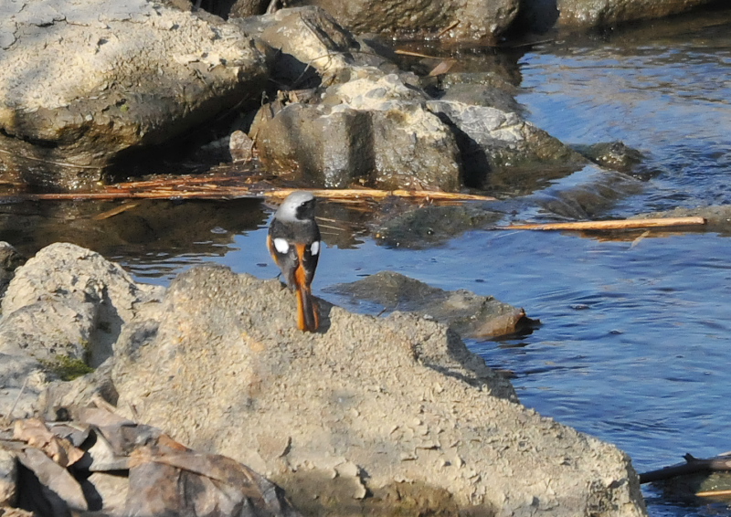 ジョウビタキ　淀川左岸　枚方市　2016/01/27　Photo by Takase