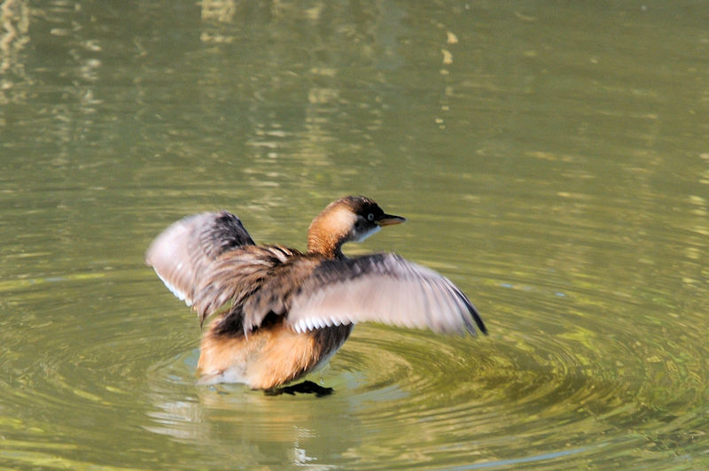 JCcu@@J@s@2022/11/25@Photo by Kohyuh