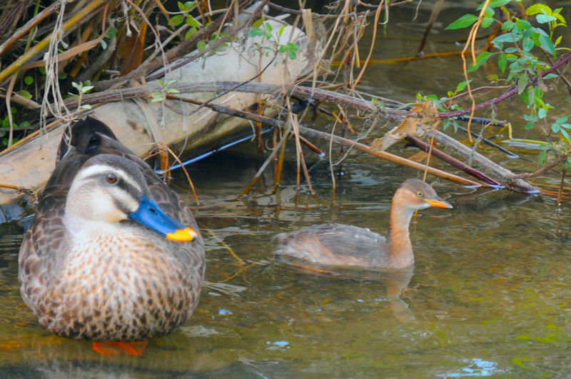 JCcuƃJK@J@s@2022/09/21@Photo by Kohyuh