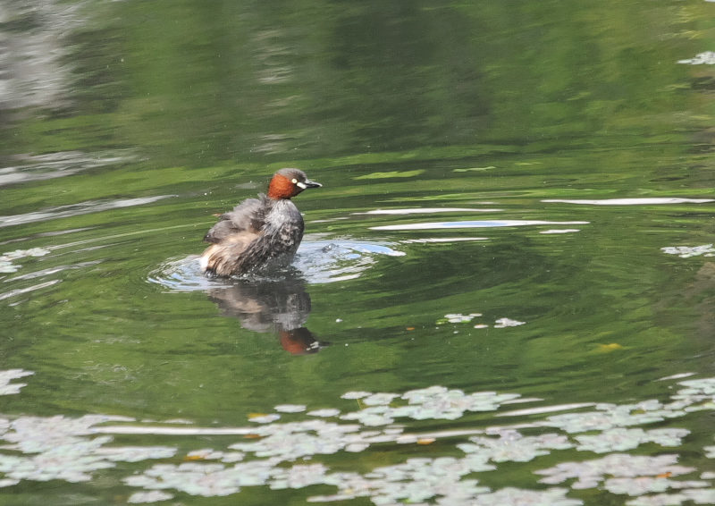 カイツブリ親子(10態-1) さくら公園 八幡市 2018/04/28-05/31 Photo by Takase (写真提供: 高瀬) カイツブリ親子(10態-1) さくら公園 八幡市 2018/04/28-05/31 Photo by Takase (写真提供: 高瀬)