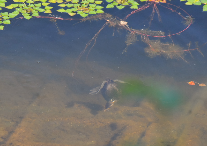 カイツブリ親子(10態-10) さくら公園 八幡市 2018/04/28-05/31 Photo by Takase (写真提供: 高瀬) カイツブリ親子(10態-10) さくら公園 八幡市 2018/04/28-05/31 Photo by Takase (写真提供: 高瀬)