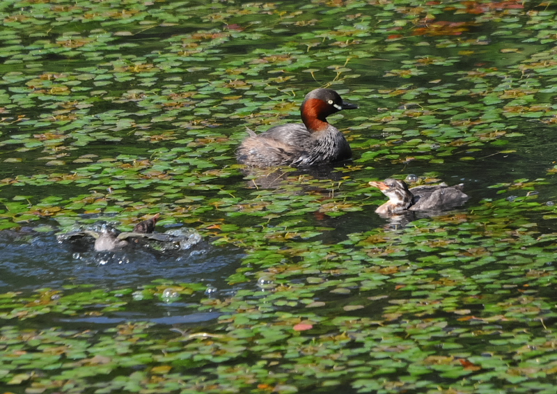 カイツブリ親子(10態-2) さくら公園 八幡市 2018/04/28-05/31 Photo by Takase (写真提供: 高瀬) カイツブリ親子(10態-2) さくら公園 八幡市 2018/04/28-05/31 Photo by Takase (写真提供: 高瀬)