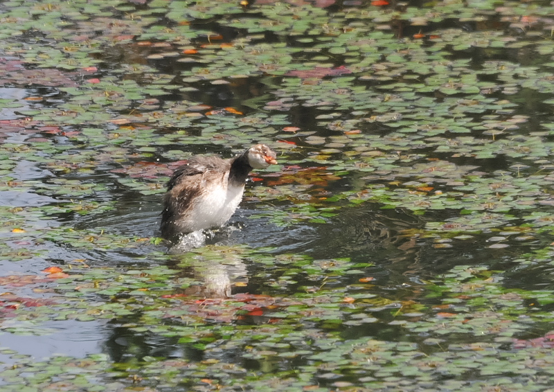 カイツブリ親子(10態-4) さくら公園 八幡市 2018/04/28-05/31 Photo by Takase (写真提供: 高瀬) カイツブリ親子(10態-4) さくら公園 八幡市 2018/04/28-05/31 Photo by Takase (写真提供: 高瀬)