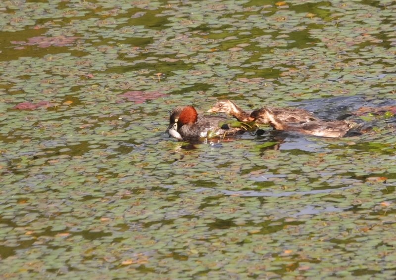 カイツブリ親子(10態-5) さくら公園 八幡市 2018/04/28-05/31 Photo by Takase (写真提供: 高瀬) カイツブリ親子(10態-5) さくら公園 八幡市 2018/04/28-05/31 Photo by Takase (写真提供: 高瀬)