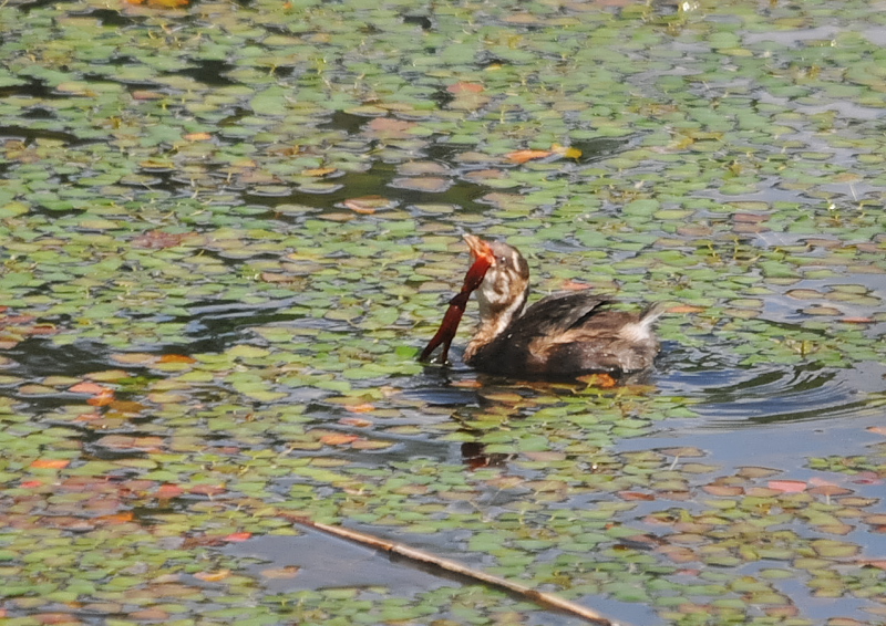 カイツブリ親子(10態-6) さくら公園 八幡市 2018/04/28-05/31 Photo by Takase (写真提供: 高瀬) カイツブリ親子(10態-6) さくら公園 八幡市 2018/04/28-05/31 Photo by Takase (写真提供: 高瀬)