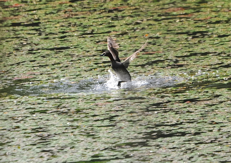 カイツブリ親子(10態-7) さくら公園 八幡市 2018/04/28-05/31 Photo by Takase (写真提供: 高瀬) カイツブリ親子(10態-7) さくら公園 八幡市 2018/04/28-05/31 Photo by Takase (写真提供: 高瀬)
