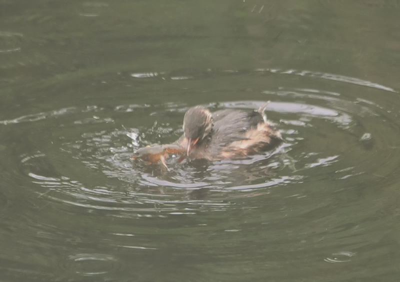 カイツブリ親子(10態-8) さくら公園 八幡市 2018/04/28-05/31 Photo by Takase (写真提供: 高瀬) カイツブリ親子(10態-8) さくら公園 八幡市 2018/04/28-05/31 Photo by Takase (写真提供: 高瀬)