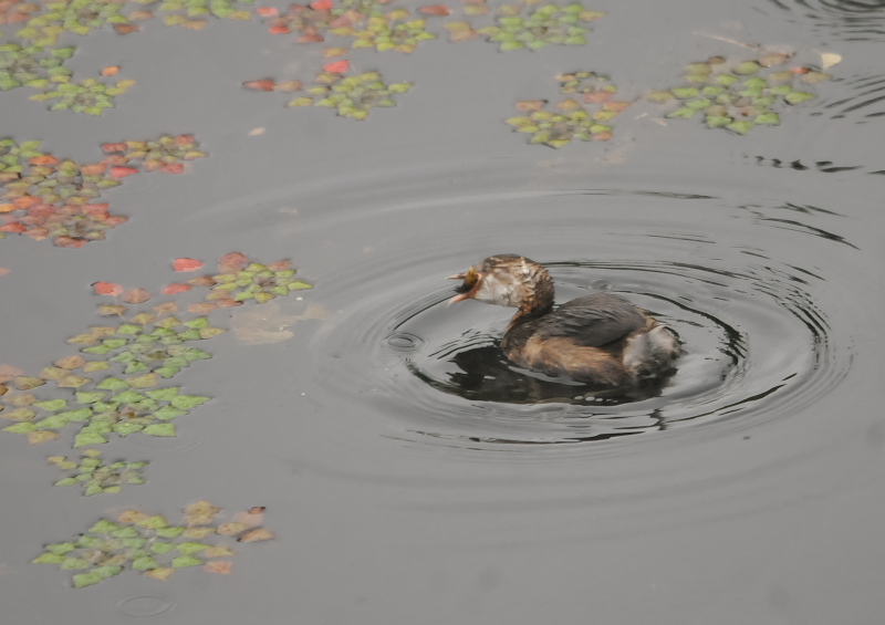 カイツブリ親子(10態-9) さくら公園 八幡市 2018/04/28-05/31 Photo by Takase (写真提供: 高瀬) カイツブリ親子(10態-9) さくら公園 八幡市 2018/04/28-05/31 Photo by Takase (写真提供: 高瀬)